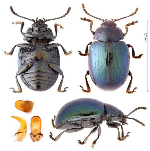 Réf. 337 566 : Phaedon cochleariae